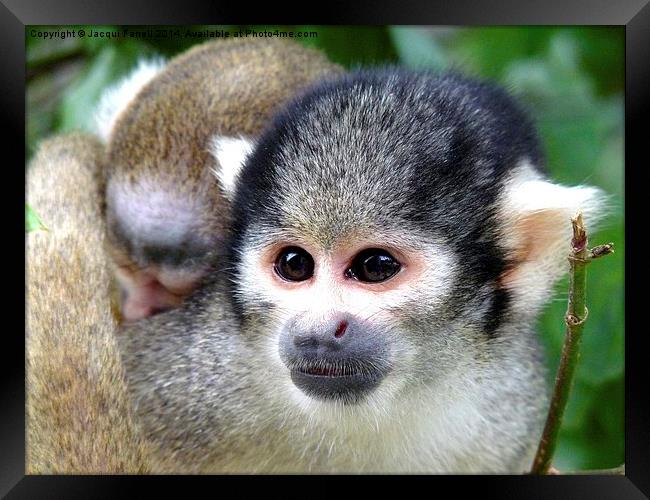 Squirrel Monkey with Baby Framed Print by Jacqui Farrell
