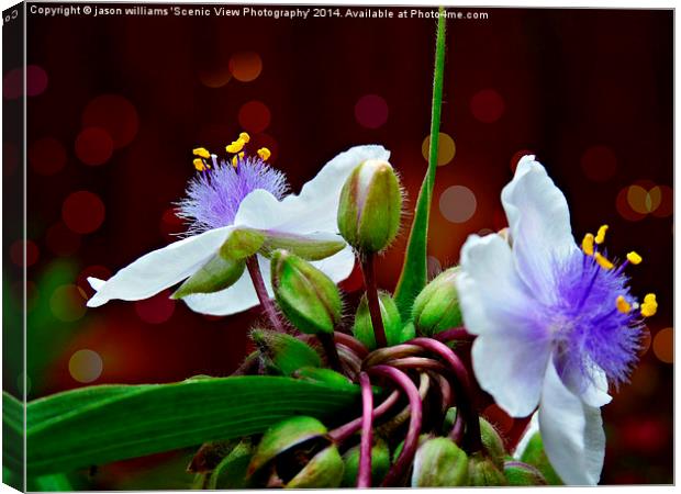 Tradescantia (Andersoniana Group) #1 Landscape Canvas Print by Jason Williams