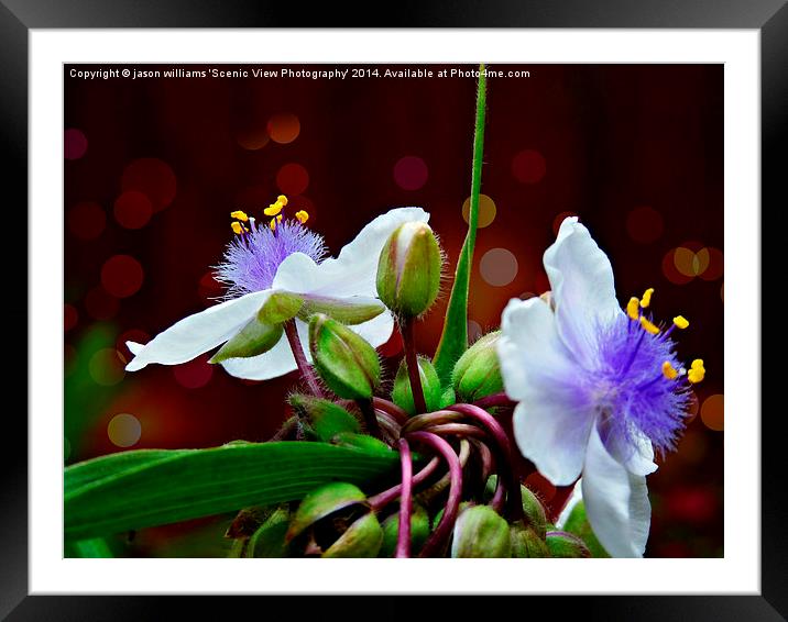 Tradescantia (Andersoniana Group) #1 Landscape Framed Mounted Print by Jason Williams