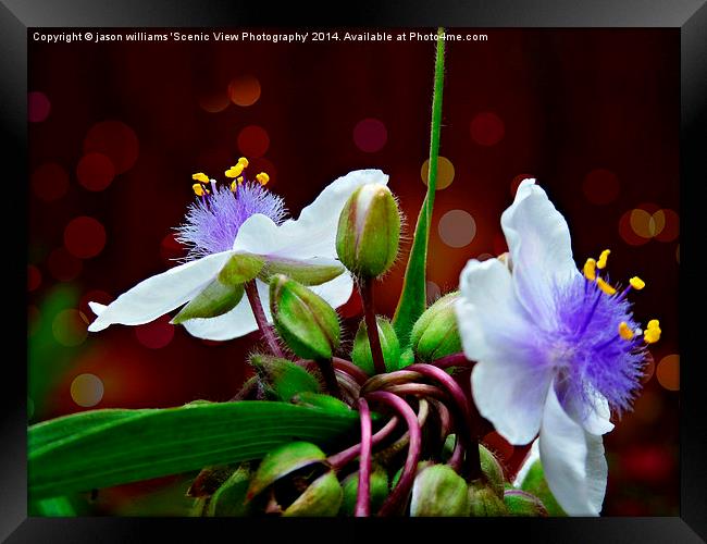 Tradescantia (Andersoniana Group) #1 Landscape Framed Print by Jason Williams