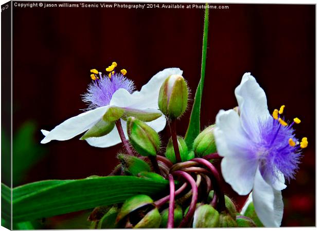 Tradescantia (Andersoniana Group) #2 Landscape Canvas Print by Jason Williams