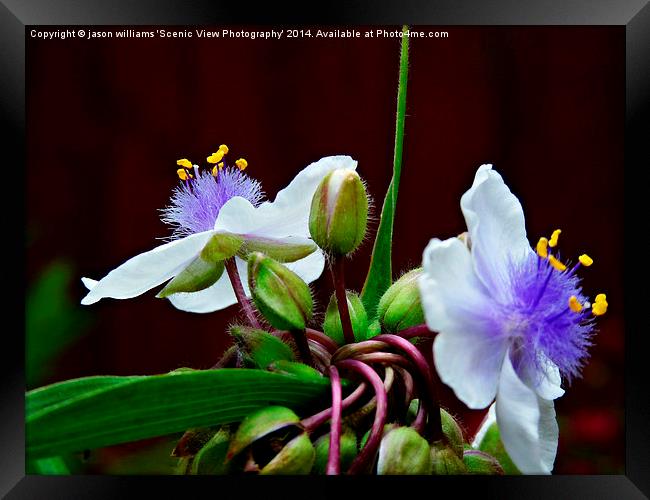 Tradescantia (Andersoniana Group) #2 Landscape Framed Print by Jason Williams