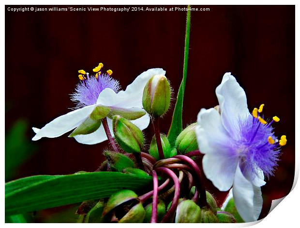 Tradescantia (Andersoniana Group) #2 Landscape Print by Jason Williams