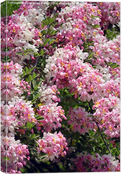 Pink Shower Tree Canvas Print by Jacqueline Burrell