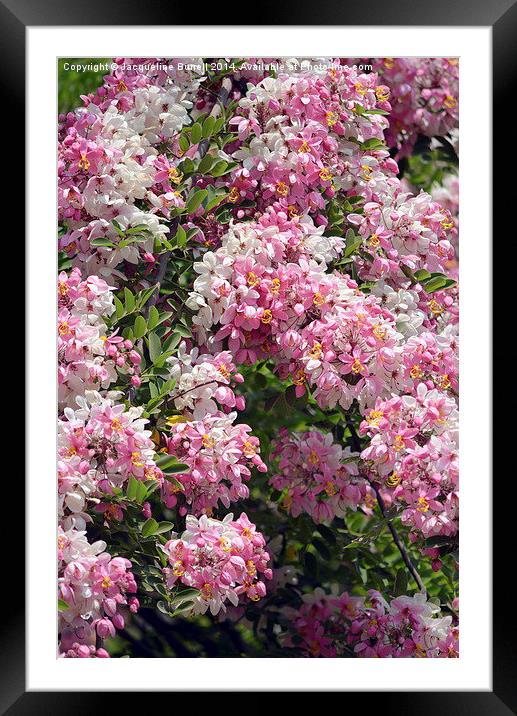 Pink Shower Tree Framed Mounted Print by Jacqueline Burrell