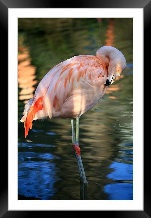 Flamingo preening Framed Mounted Print by Linda More