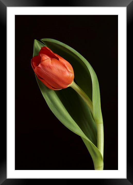 Red Tulip Portrait Framed Mounted Print by Gary Lewis