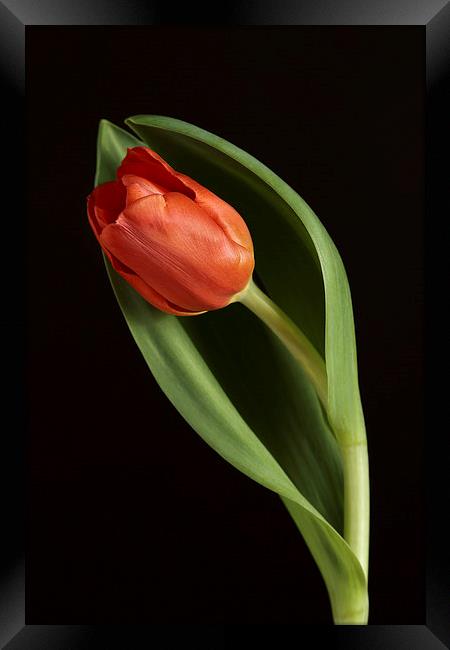 Red Tulip Portrait Framed Print by Gary Lewis