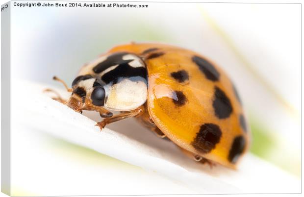 Harlequin asian  Ladybird Harmonia axyridis Canvas Print by John Boud