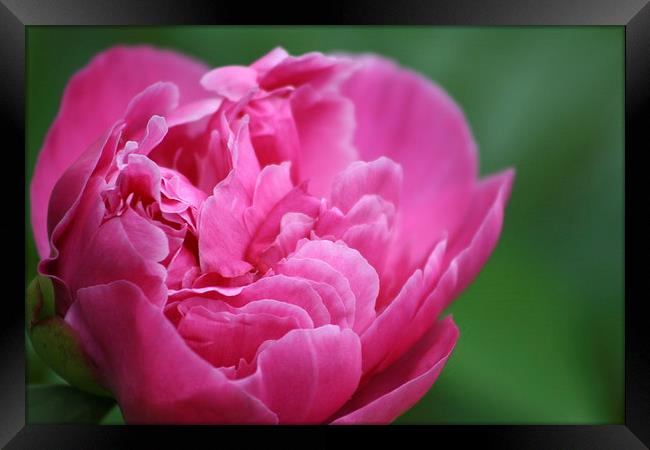 Blooming Peony Framed Print by Rebecca Hansen