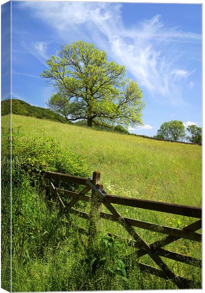Gateway to the Meadow Canvas Print by Darren Galpin