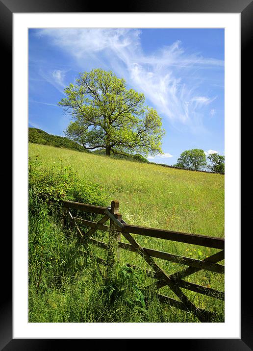 Gateway to the Meadow Framed Mounted Print by Darren Galpin