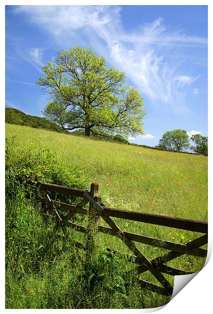 Gateway to the Meadow Print by Darren Galpin