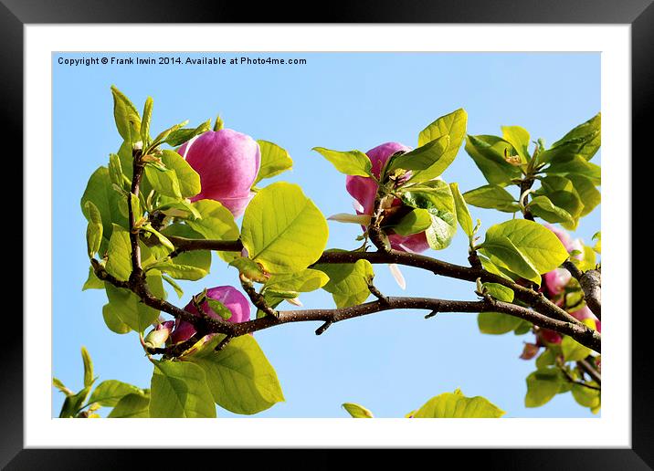 A branch of a large Magnolia Tree. Framed Mounted Print by Frank Irwin