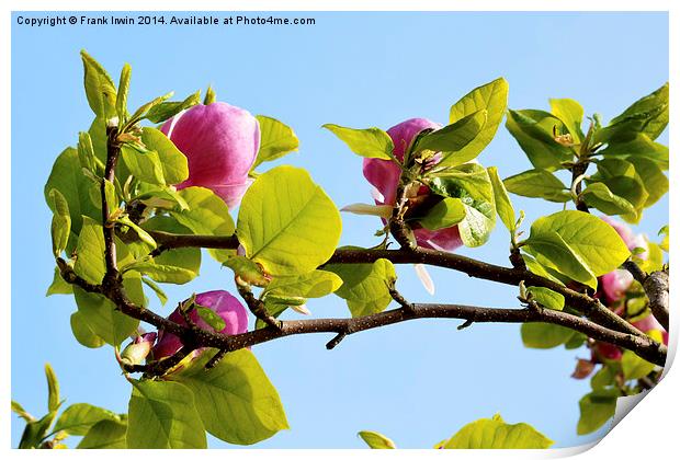 A branch of a large Magnolia Tree. Print by Frank Irwin