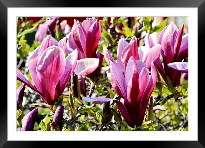 Colourful Spring Magnolia Framed Mounted Print by Frank Irwin