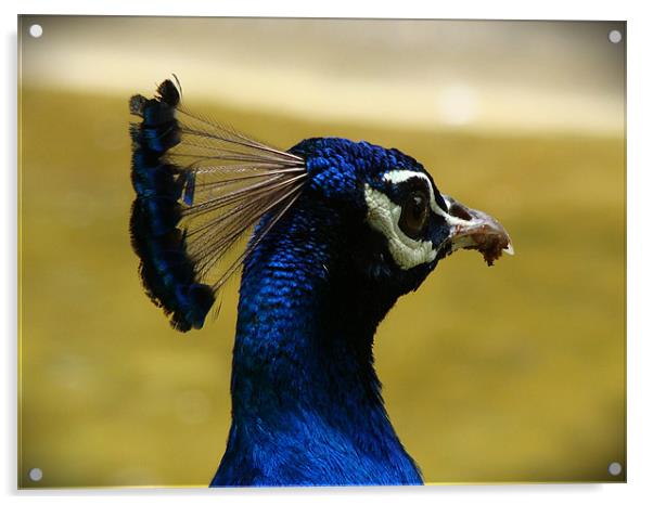 peacock head Acrylic by Susmita Mishra