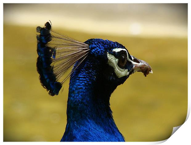 peacock head Print by Susmita Mishra