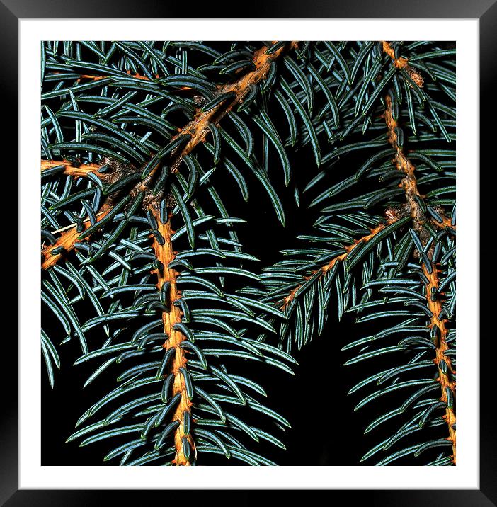 Needles Framed Mounted Print by Gary Bass