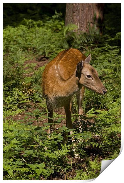 Fallow Deer Print by Alan Pickersgill