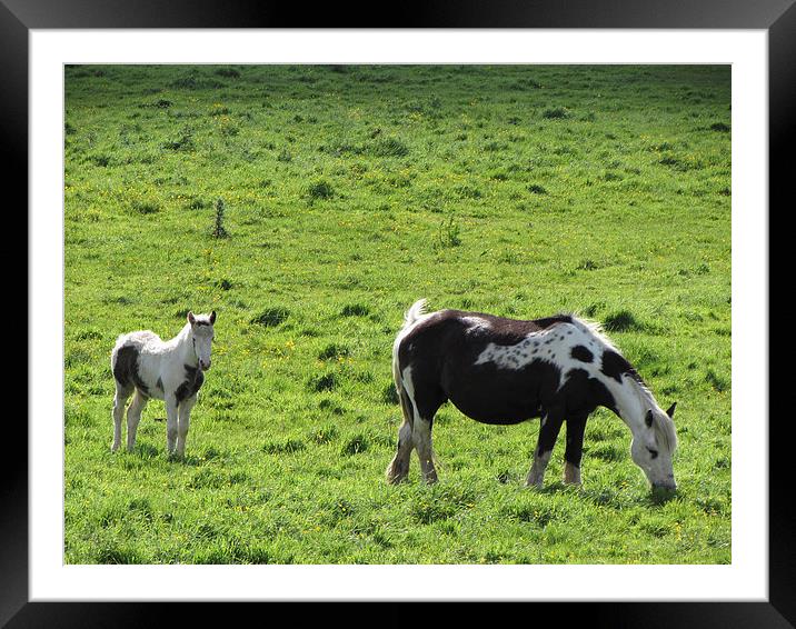 Horse and her calf Framed Mounted Print by Liam Gibbins