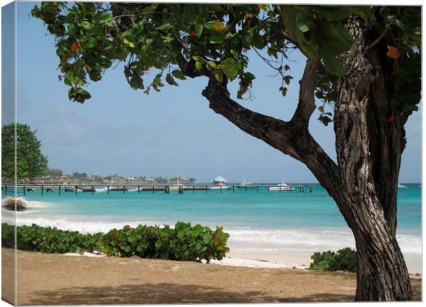 Barbados Oistins Jetty in Christchurch Canvas Print by Ann Biddlecombe