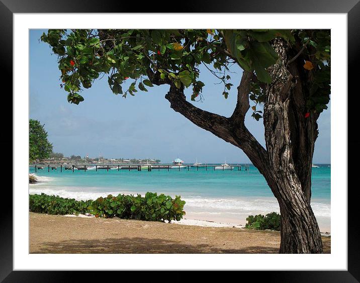 Barbados Oistins Jetty in Christchurch Framed Mounted Print by Ann Biddlecombe