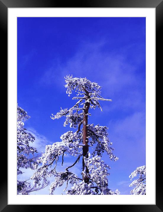Snow laden Framed Mounted Print by Gary Bass
