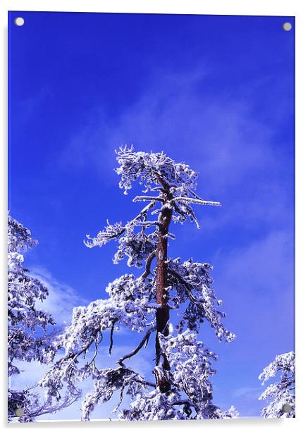 Snow laden Acrylic by Gary Bass