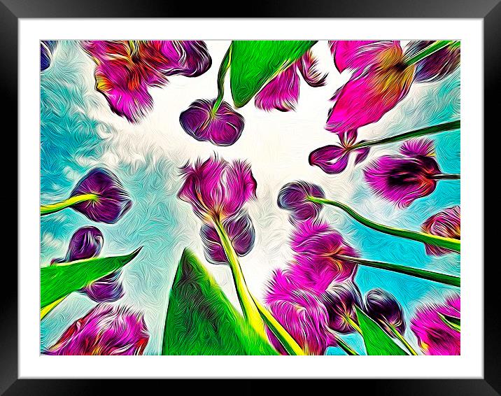Feathered Tulips Framed Mounted Print by Scott Anderson