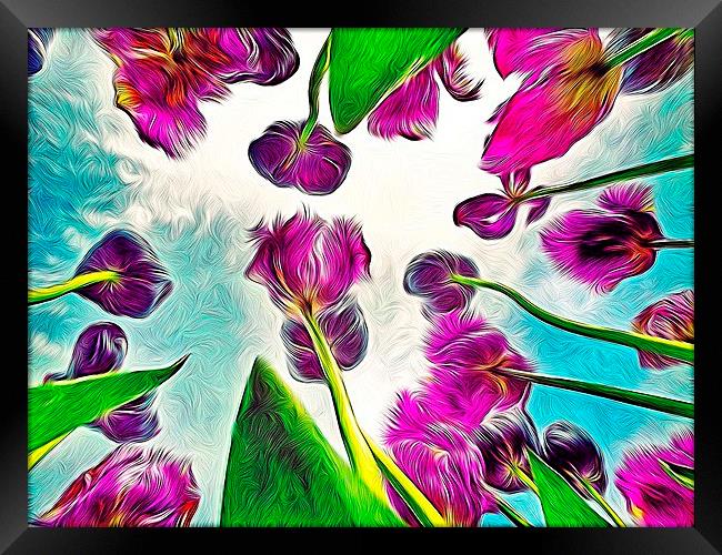 Feathered Tulips Framed Print by Scott Anderson