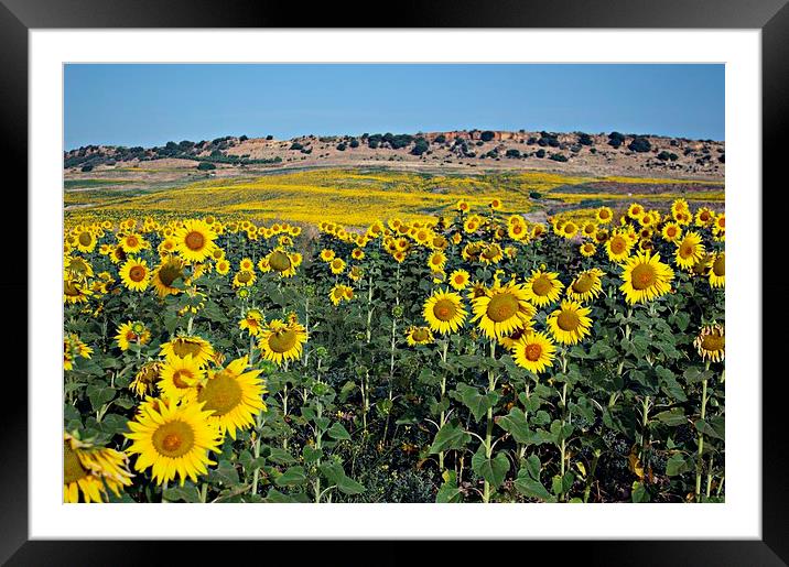 Field of sunflowers Framed Mounted Print by Jose Manuel Espigares Garc