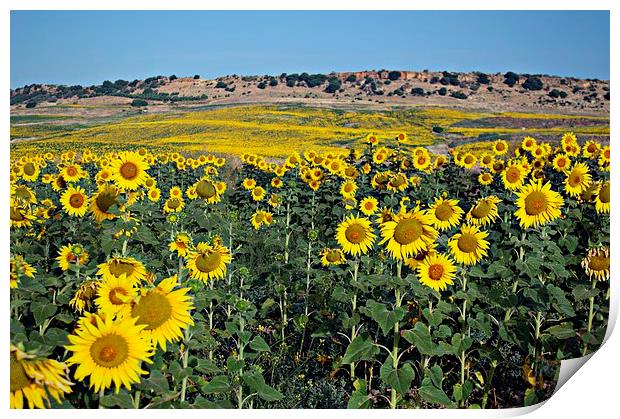 Field of sunflowers Print by Jose Manuel Espigares Garc