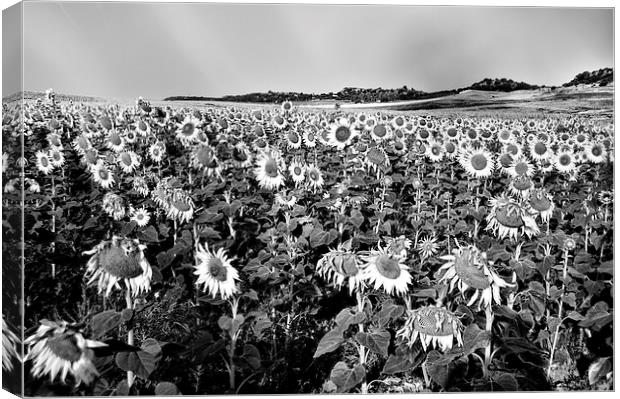 Field of sunflowers in grey Canvas Print by Jose Manuel Espigares Garc