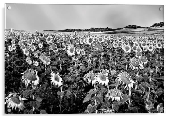 Field of sunflowers in grey Acrylic by Jose Manuel Espigares Garc