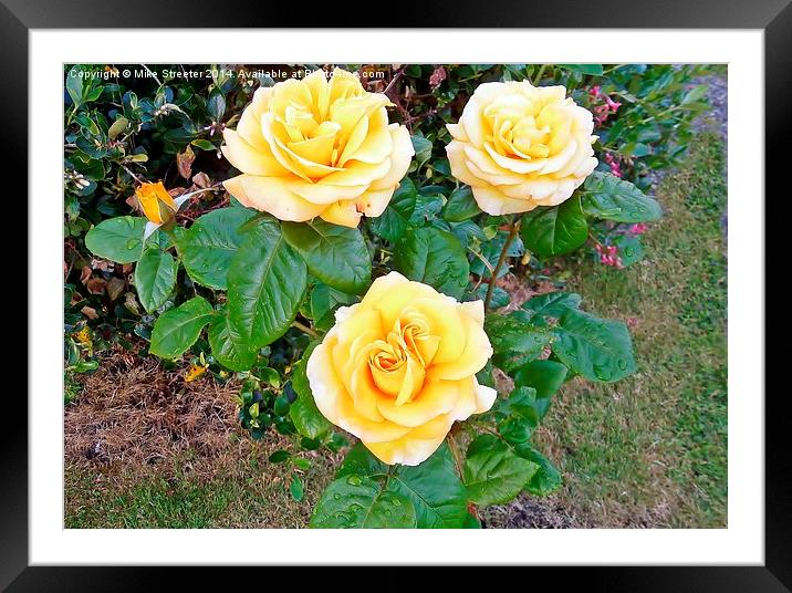 Beautiful Roses Framed Mounted Print by Mike Streeter