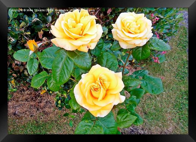 Beautiful Roses Framed Print by Mike Streeter