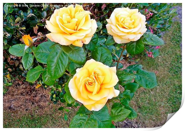 Beautiful Roses Print by Mike Streeter