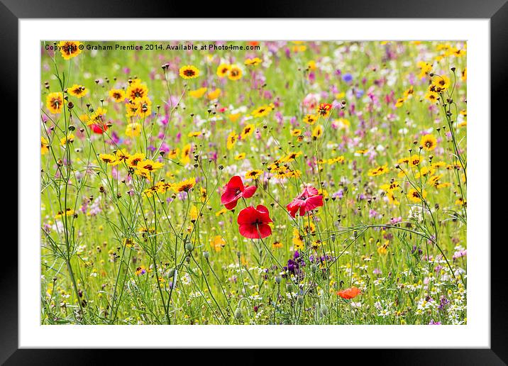 Summer Meadow Flowers Framed Mounted Print by Graham Prentice