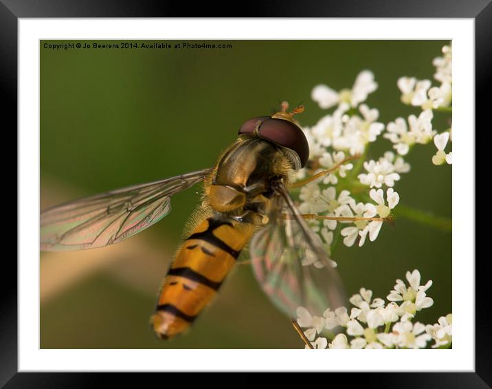 hoverfly Framed Mounted Print by Jo Beerens