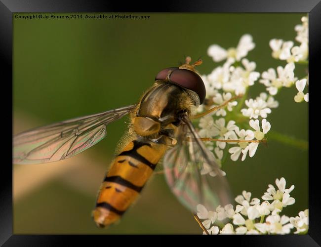 hoverfly Framed Print by Jo Beerens
