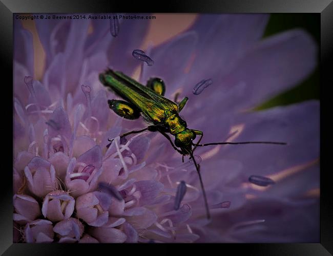 green bug Framed Print by Jo Beerens