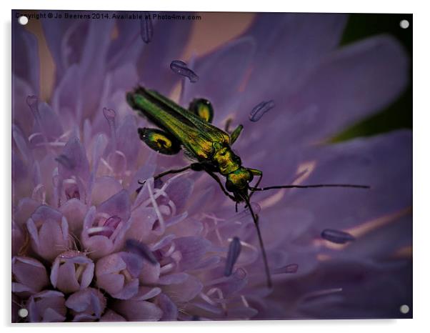 green bug Acrylic by Jo Beerens
