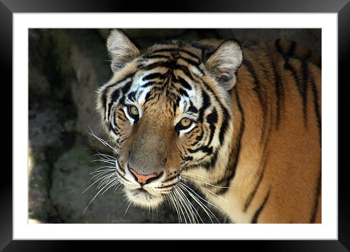 564_94846 Framed Mounted Print by Linda Seagroatt