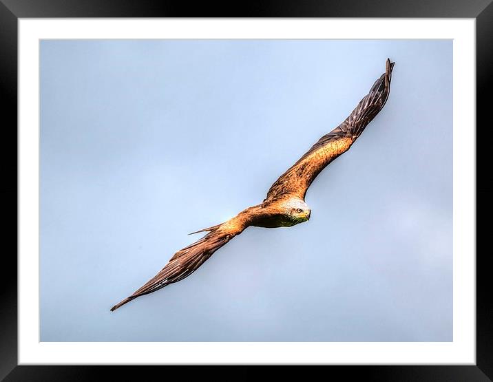 red kite bird of prey Framed Mounted Print by nick wastie
