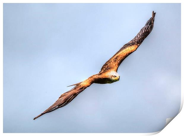 red kite bird of prey Print by nick wastie