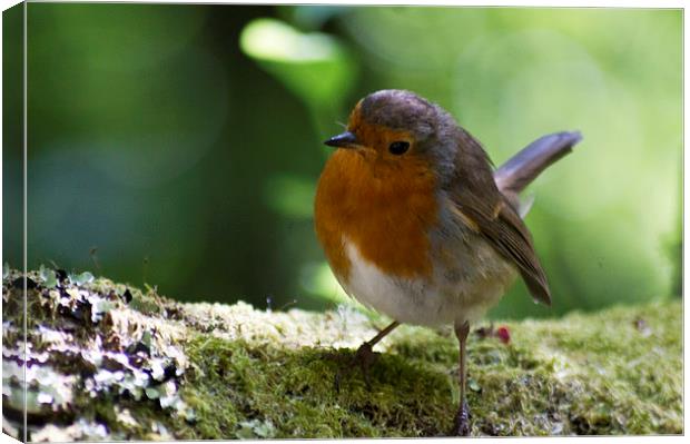 robin Canvas Print by keith sutton