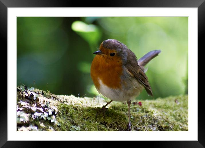 robin Framed Mounted Print by keith sutton