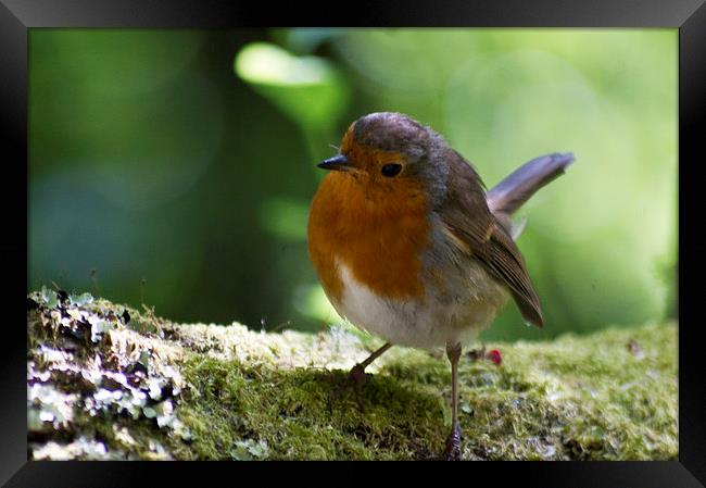 robin Framed Print by keith sutton