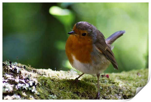 robin Print by keith sutton